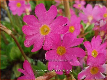 Primula rosea 'Grandiflora'