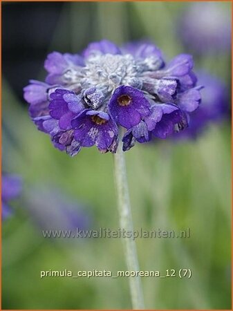 Primula capitata mooreana