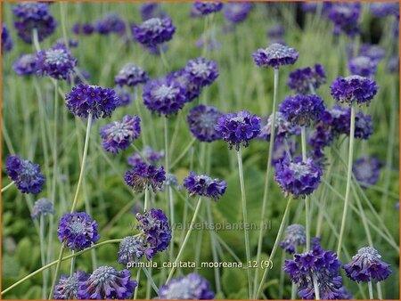 Primula capitata mooreana