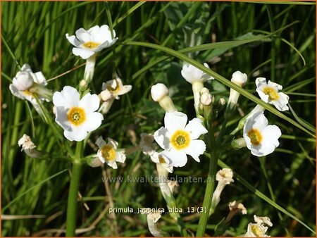 Primula japonica &#39;Alba&#39;