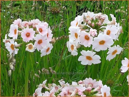 Primula japonica &#39;Apple Blossom&#39;