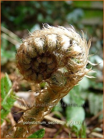 Polystichum setiferum