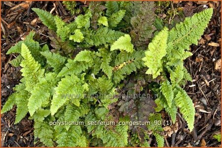 Polystichum setiferum 'Congestum'