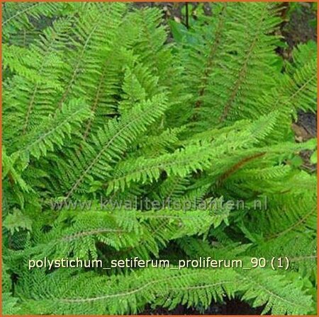 Polystichum setiferum &#39;Proliferum&#39;