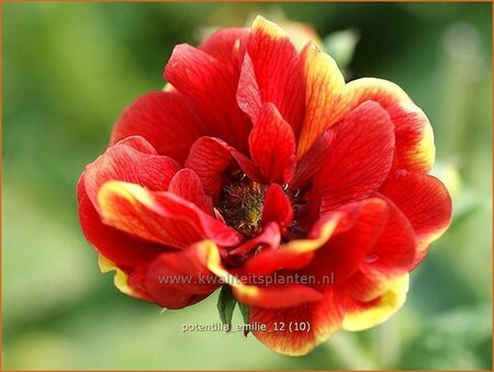 Potentilla &#39;Emilie&#39;