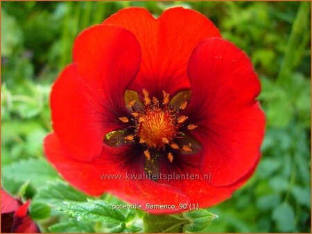 Potentilla &#39;Flamenco&#39;