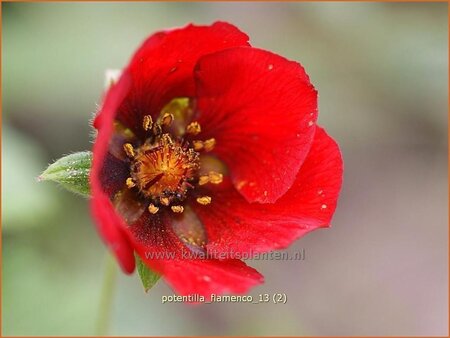 Potentilla &#39;Flamenco&#39;