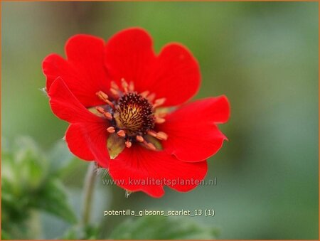 Potentilla &#39;Gibson&#39;s Scarlet&#39;