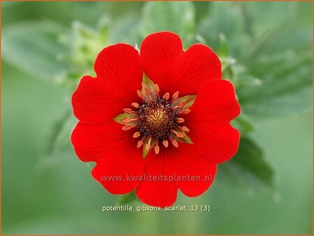 Potentilla &#39;Gibson&#39;s Scarlet&#39;