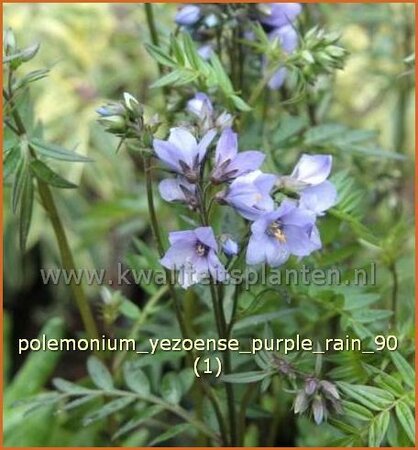 Polemonium yezoense &#39;Purple Rain&#39;