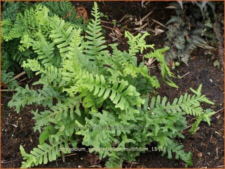Polypodium vulgare 'Bifido Multifidum'