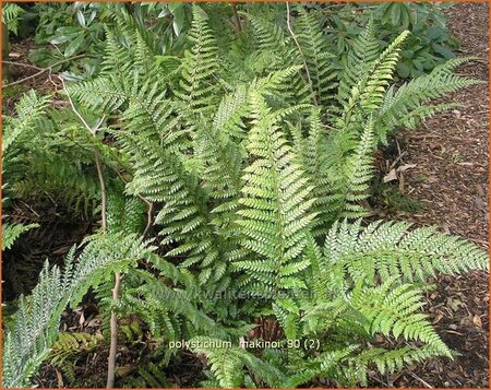 Polystichum makinoi