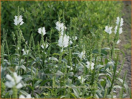 Physostegia virginiana &#39;Summer Snow&#39;