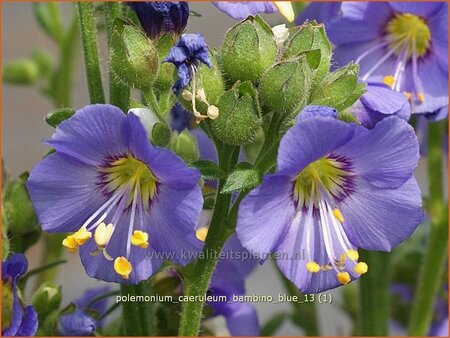Polemonium caeruleum &#39;Bambino Blue&#39;