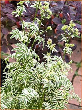 Polemonium caeruleum &#39;Brise d&#39;Anjou&#39;