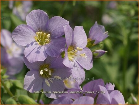 Polemonium caeruleum &#39;Lambrook Mauve&#39;