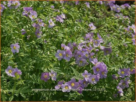 Polemonium caeruleum &#39;Lambrook Mauve&#39;