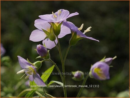 Polemonium caeruleum &#39;Lambrook Mauve&#39;