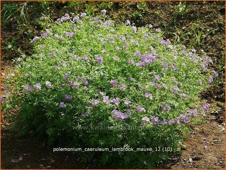 Polemonium caeruleum &#39;Lambrook Mauve&#39;