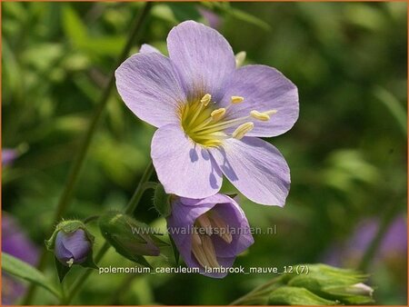 Polemonium caeruleum &#39;Lambrook Mauve&#39;