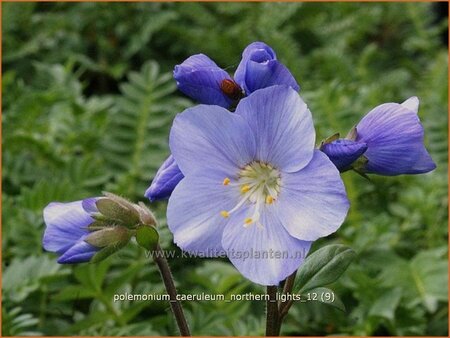 Polemonium caeruleum 'Northern Lights'