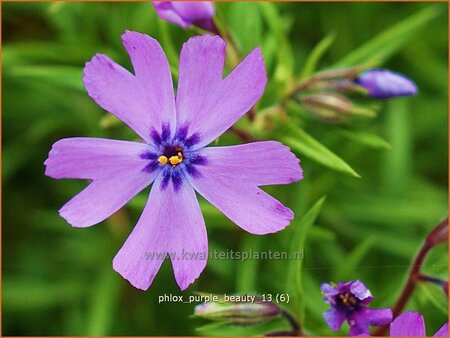 Phlox &#39;Purple Beauty&#39;