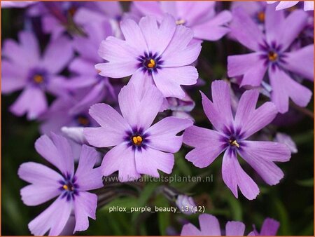 Phlox &#39;Purple Beauty&#39;