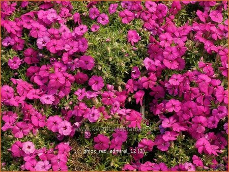 Phlox &#39;Red Admiral&#39;