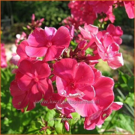 Phlox &#39;Tenor&#39;