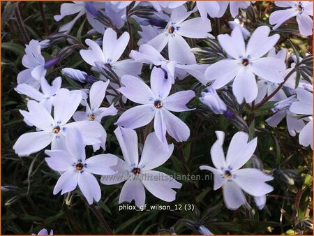 Phlox &#39;G.F. Wilson&#39;