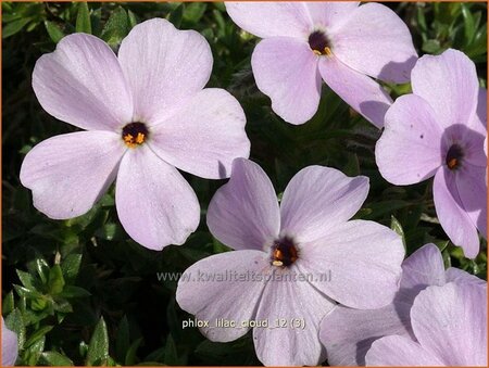 Phlox &#39;Lilac Cloud&#39;