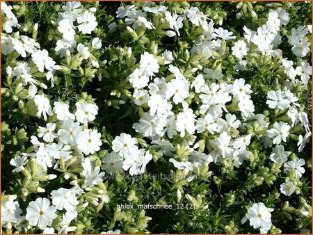 Phlox &#39;Maischnee&#39;