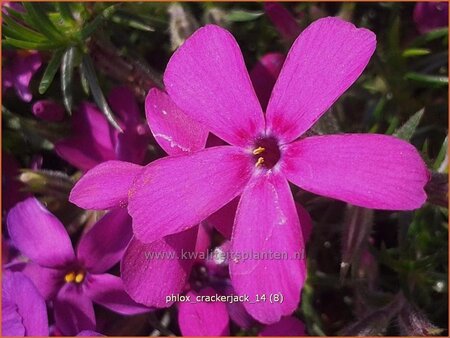 Phlox 'Crackerjack'
