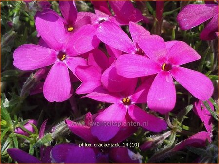 Phlox 'Crackerjack'