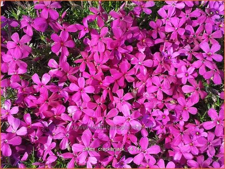 Phlox 'Crackerjack'