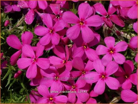 Phlox 'Crackerjack'