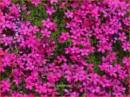 Phlox 'Crackerjack'