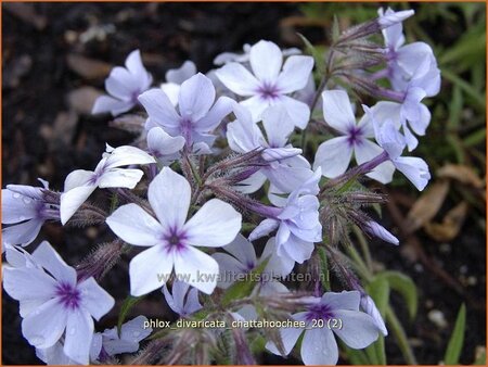 Phlox divaricata 'Chattahoochee'
