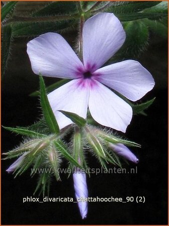 Phlox divaricata &#39;Chattahoochee&#39;