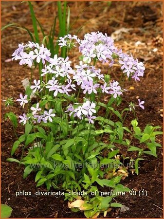 Phlox divaricata &#39;Clouds of Perfume&#39;