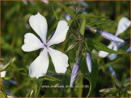 Phlox divaricata &#39;Dirigo Ice&#39;