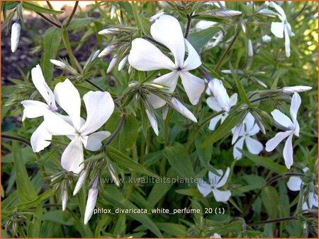 Phlox divaricata &#39;White Perfume&#39;