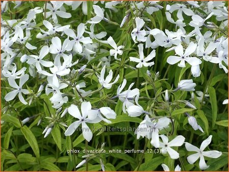 Phlox divaricata &#39;White Perfume&#39;