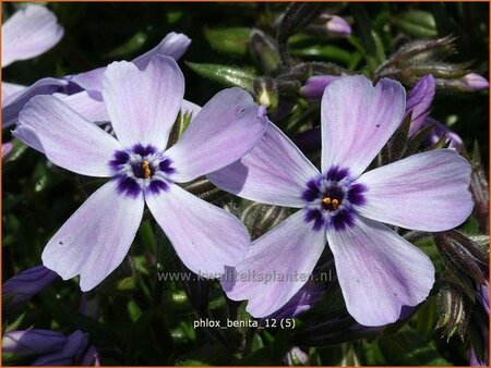 Phlox &#39;Benita&#39;