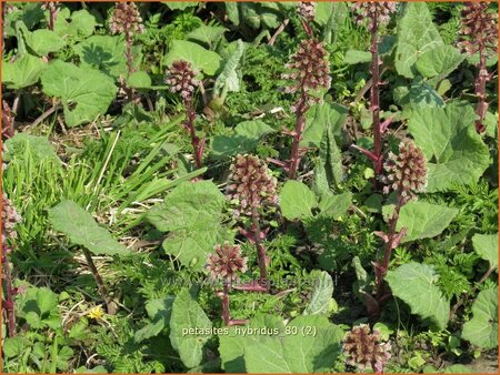 Petasites hybridus