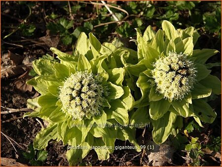 Petasites japonicus &#39;Giganteus&#39;