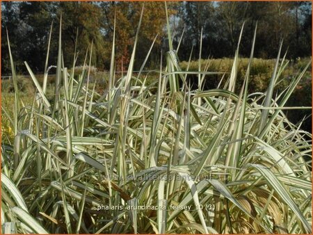 Phalaris arundinacea &#39;Feesey&#39;