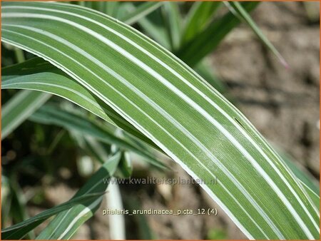 Phalaris arundinacea &#39;Picta&#39;