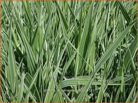 Phalaris arundinacea &#39;Picta&#39;