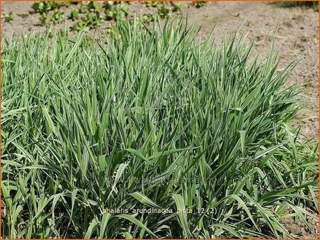 Phalaris arundinacea &#39;Picta&#39;